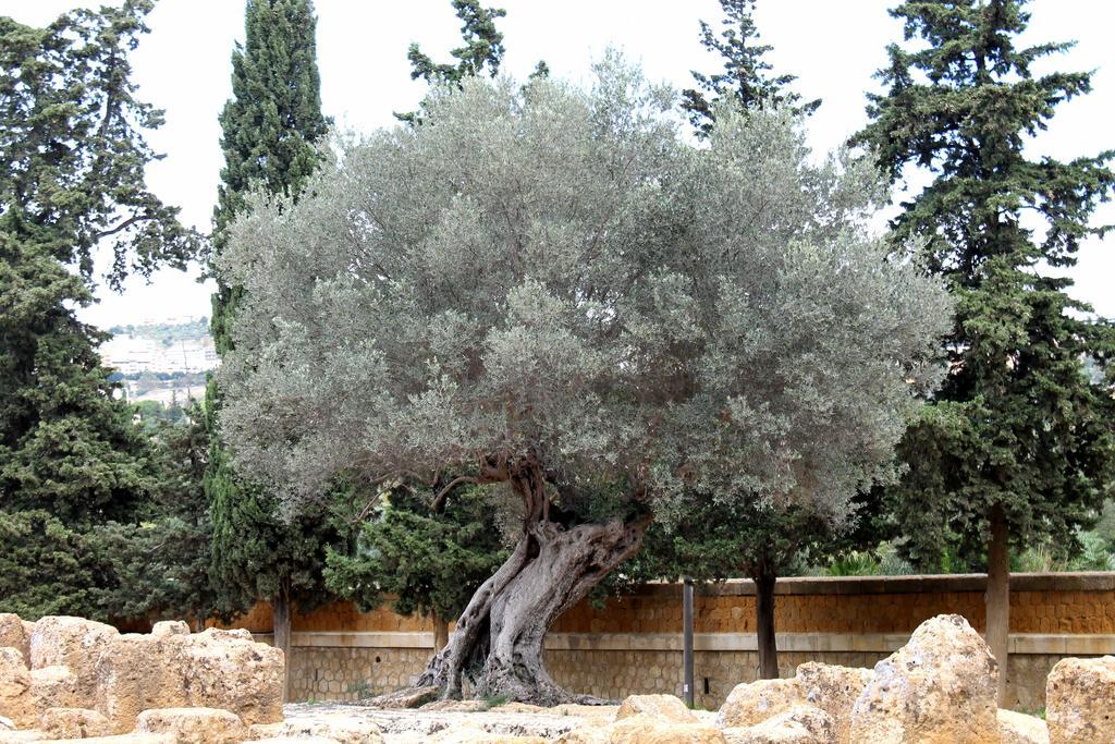 Casa Vistosa Agrigento Lägenhet Exteriör bild